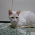 飼い主さん募集中です