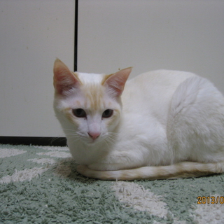 飼い主さん募集中です