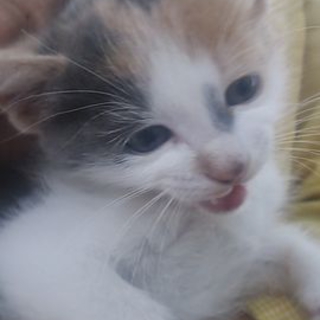 ２ヶ月弱の子猫　NO４