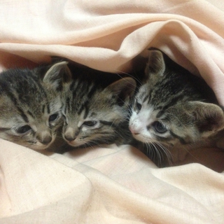 元気いっぱい!!子猫兄弟