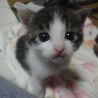 里親様決定しました！