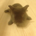 子ウサギの里親募集してます。