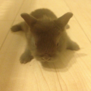 子ウサギの里親募集してます。