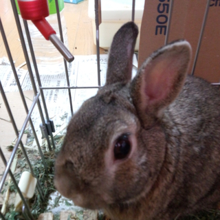 ミニウサギ　かわいがってくれる方