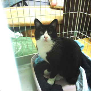 白黒八割れ「行（こう）」君の飼い主さん募集中！