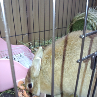 ミニウサギ　かわいがってくれる方
