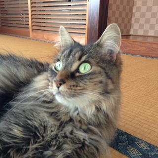 オーストラリア産まれです！