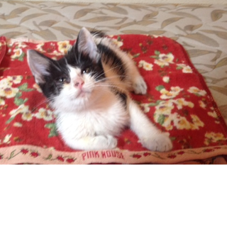 かわいい赤ちゃんネコ☆里親さん募集