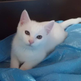 真っ白の仔猫ちゃんです。