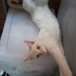 里親募集 急ぎ