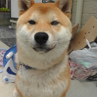 里親様を募集しております。