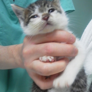 病院捨て猫　にじまるの里親募集　名古屋