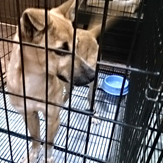 シェパード似？mix子犬♂