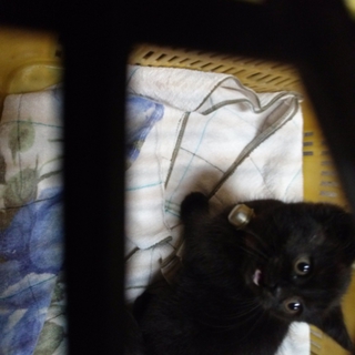 生後４週間の子猫の里親を探しています
