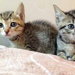 なかよし姉妹　2匹一緒に飼ってくださる方