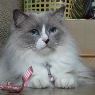 成猫ラグドール(♀)の里親になってください