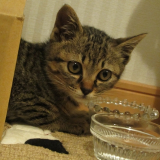 [募集一時停止中]ラッキーガール☆