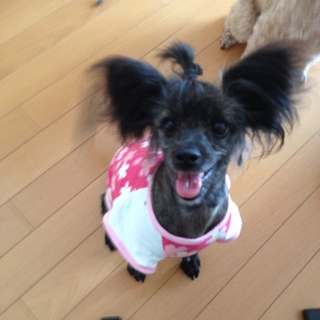 ポメラニアン×プードル2歳♀