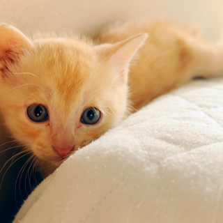 保護猫「むに」君の飼い主さん募集中！
