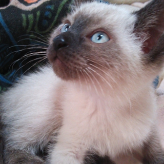 かわいいｼｬﾑMIX子猫