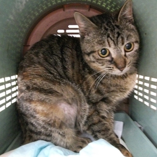 日だまりき子ちゃん