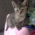 子猫の里親募集