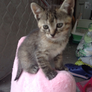 子猫の里親募集