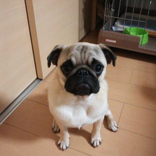 可愛がってくださる方を探しています。