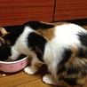 目力のある、おっとりな三毛猫みかん サムネイル5