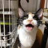 目力のある、おっとりな三毛猫みかん サムネイル6