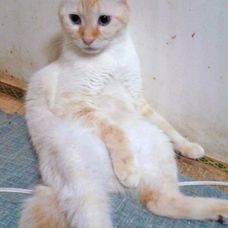 里親様を募集します