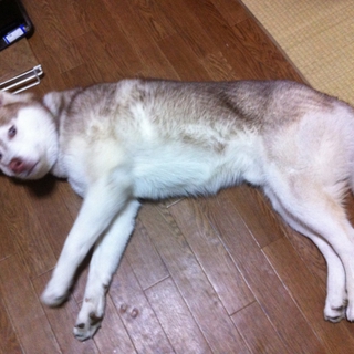 ハスキーと楽しい時間を過ごしてみませんか :P