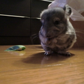 チンチラ（メス ０さい）の里親募集します