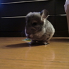 チンチラ（メス ０さい）の里親募集します サムネイル5