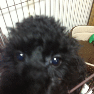 2012年10月生　トイプードル　♂　ハッピー君