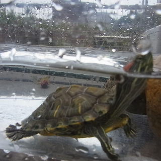 亀もらってください（懇願）