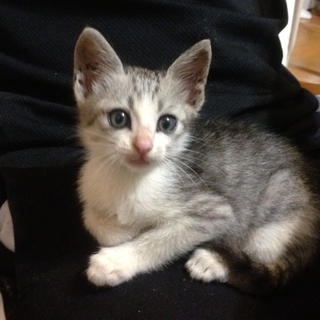 可愛い子猫です。