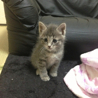 ふわふわの仔猫を保護しました