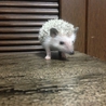 今年の三月生まれのハリネズミの里親募集！ サムネイル2