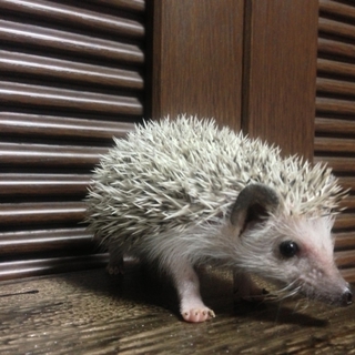 今年の三月生まれのハリネズミの里親募集！