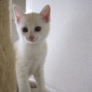 ３ヶ月クリーム色のこむぎちゃん