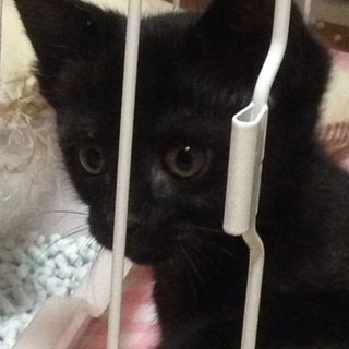 急募！元気な黒猫の女の子
