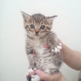 子猫の里親募集☆
