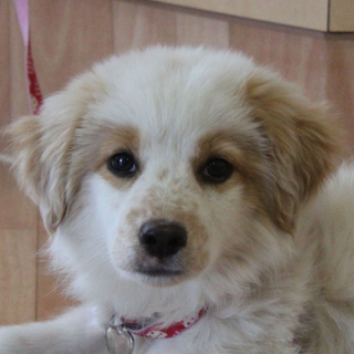 愛くるしい仔犬ちゃんはいかが？