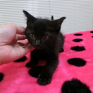 イケメン黒猫の男の子 里親さま募集中