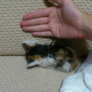 公園で親猫に見捨てられた子猫を保護しました。