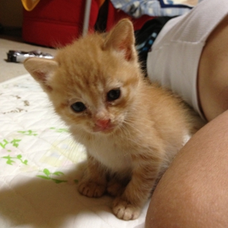 茶トラの子猫