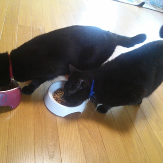 黒猫の兄弟です。
