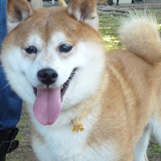 柴犬里親募集