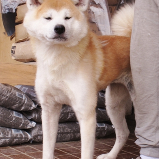 秋田犬メス　赤毛